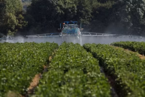Acétamipride : est-ce que la France peut bloquer les importations ?