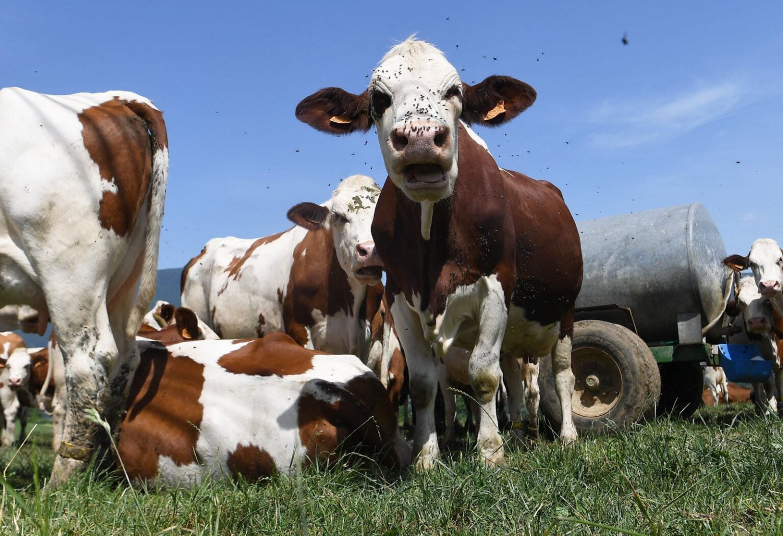 Ain : un troupeau condamné par la dermatose nodulaire