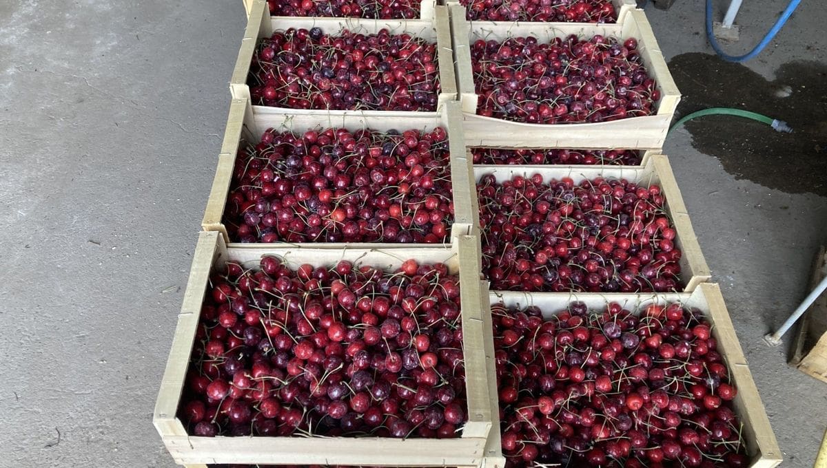 Au Michigan, les producteurs de cerises étranglés par le climat et les coupes fédérales