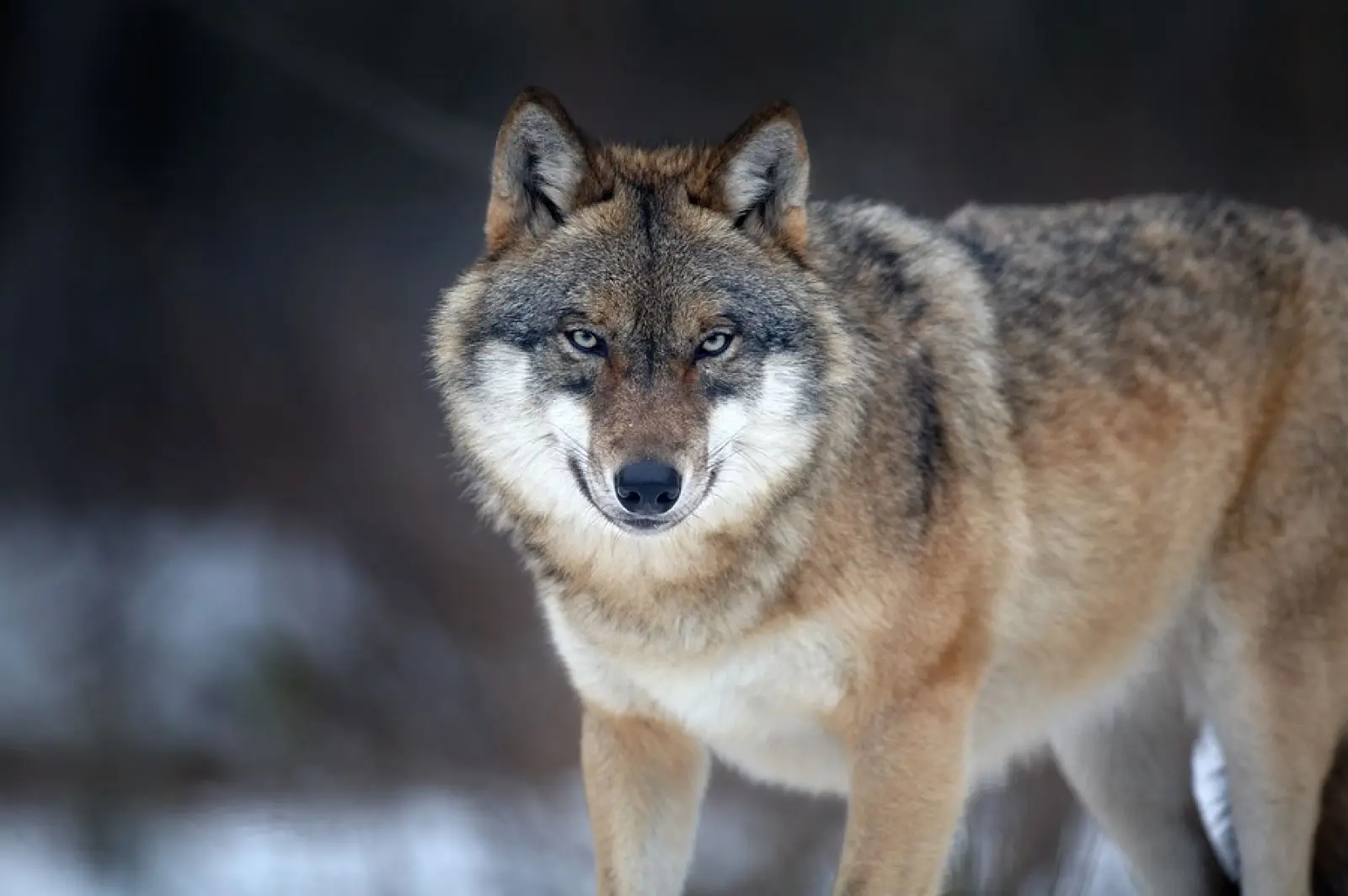 Aveyron - un loup abattu après plusieurs attaques contre un troupeau @animalbio