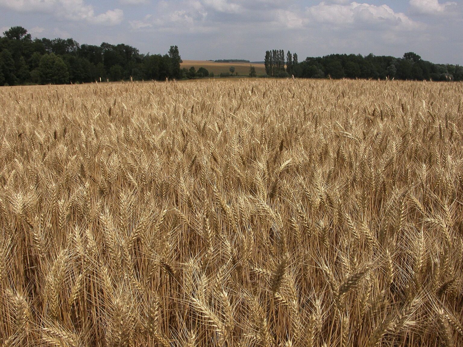 Blé tendre français - une récolte normale, mais des exportations en berne @wikipedia commons