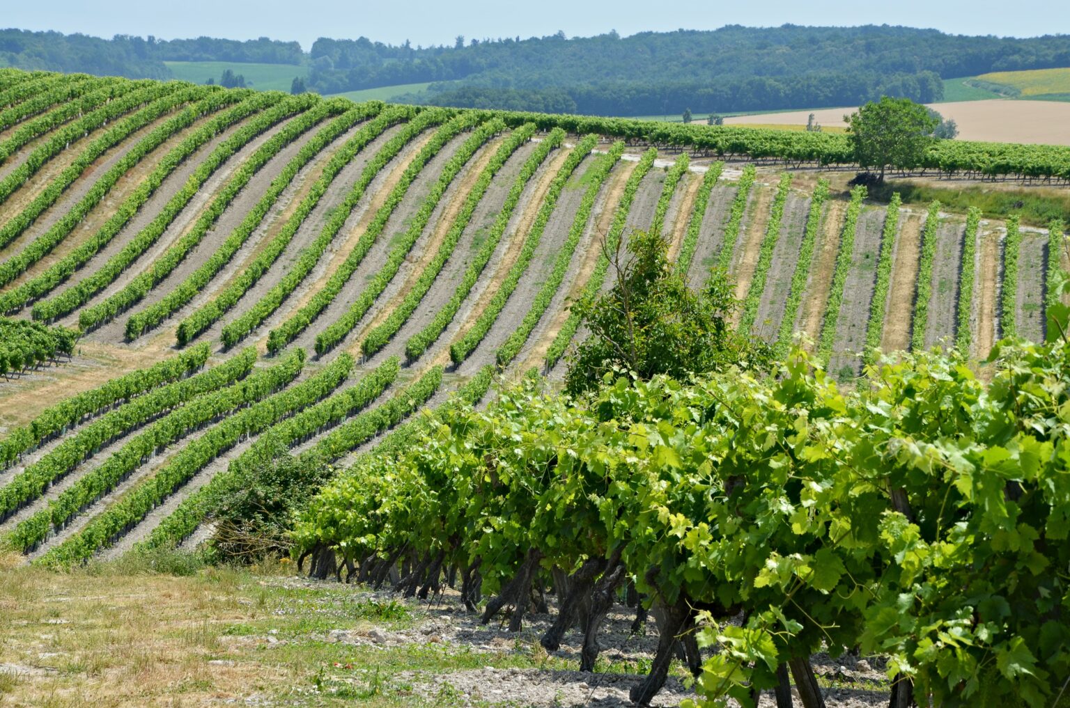 Bordeaux - Château Lafleur ne sera plus du « Pomerol » pour s’adapter au climat @wikipedia commons