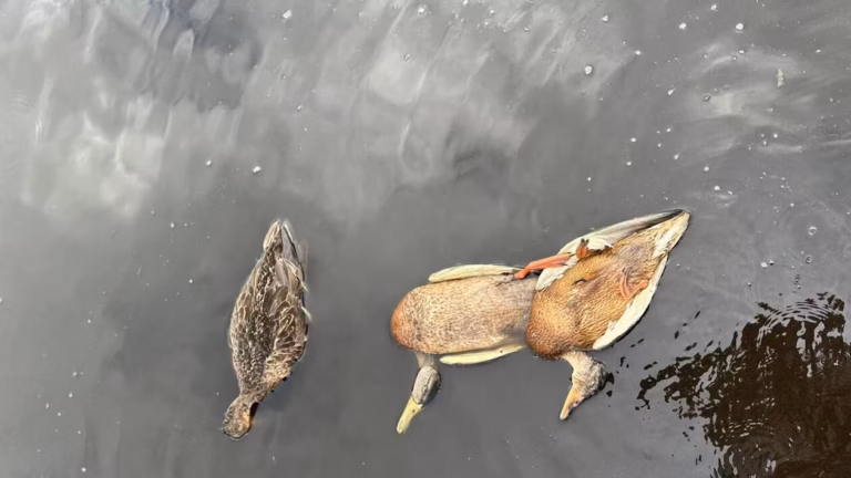 Brière : le marais se transforme en cimetière à oiseaux, le botulisme aviaire ravage la faune