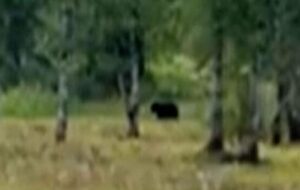 VIDÉO INSOLITE - Un ours s’invite aux abords du sommet Trump-Poutine en Alaska