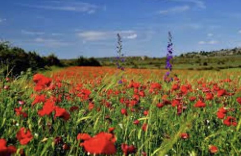 Météo du vendredi 22 août : retour du calme avant un week-end estival