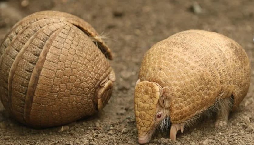 Naissance très rare et exceptionnelle d'un tatou albinos au ZooParc de Beauval