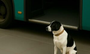 Charlie, chien médiateur en CDD à la RATP, redonne voix au dialogue social