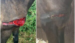 Chevaux mutilés en Seine-Maritime : un suspect interpellé après une série d’attaques glaçantes — photo