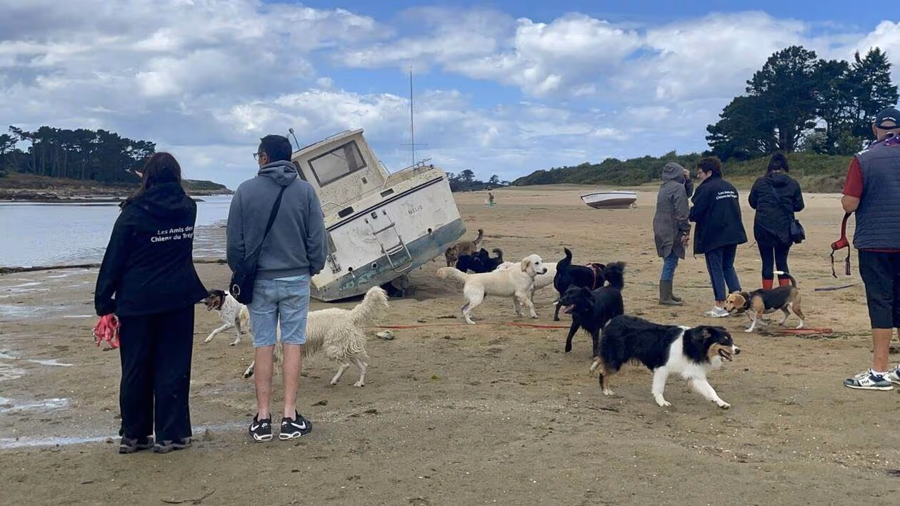 Chiens admis sur les plages : Trégastel ose l’expérimentation