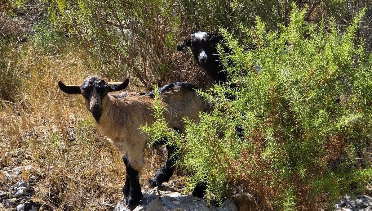 Côte Bleue : les chèvres errantes deviennent un casse-tête pour la sécurité et l’environnement