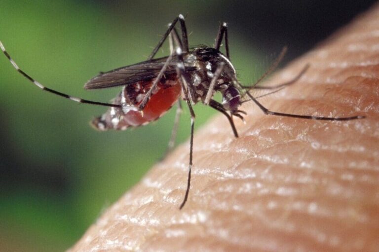 Dengue à Nantes : démoustication ciblée sur l’île après un cas importé