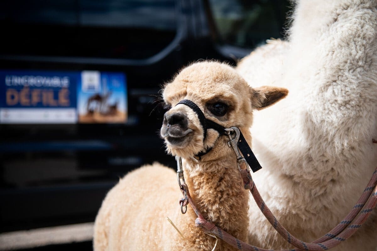 Des dromadaires et des alpagas en vedette ce week-end à l’hippodrome du Mont Saint-Michel