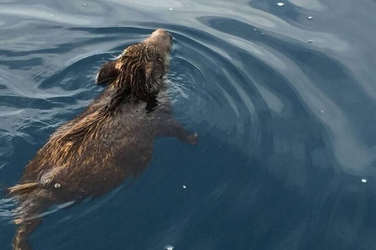 En méditerranée,  les sangliers viennent en nombre à la nage sur les îles du Var