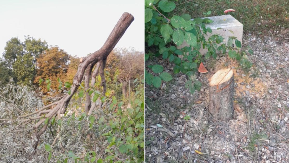 Épinay-sur-Seine, l’olivier en mémoire d’Ilan Halimi tronçonné en pleine nuit