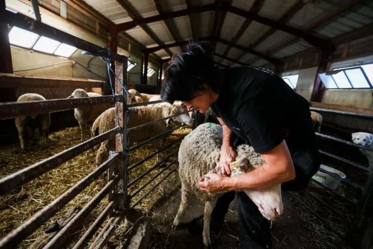 Fièvre catarrhale ovine : plus de 2 000 foyers recensés en un mois, la Bretagne en première ligne