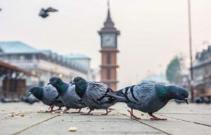 Hauts-de-Seine, maïs contraceptif et chauves-souris contre pigeons et moustiques