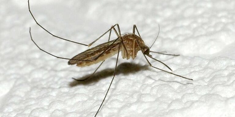 Île-de-France : premiers cas autochtones de fièvre West Nile détectés
