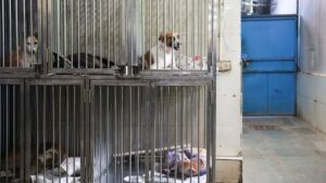 Inde : la Cour suprême révise sa politique sur les chiens errants après une vague de protestations