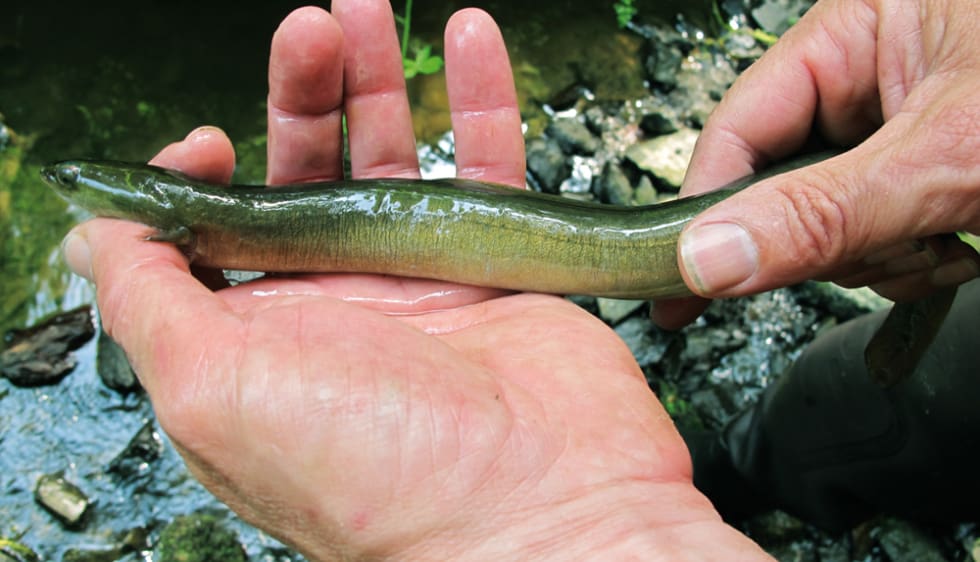 L’anguille fait son retour dans les rivières d’Ille-et-Vilaine