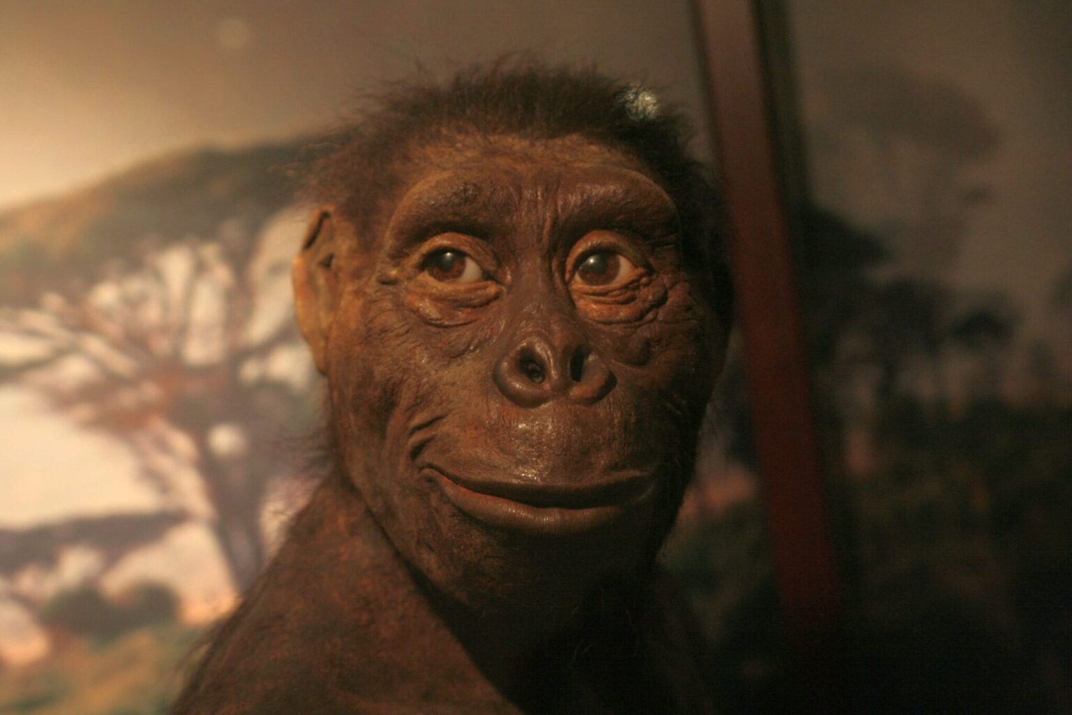 Lucy, icône préhistorique, exposée pour la première fois en Europe @wikipedia Commons