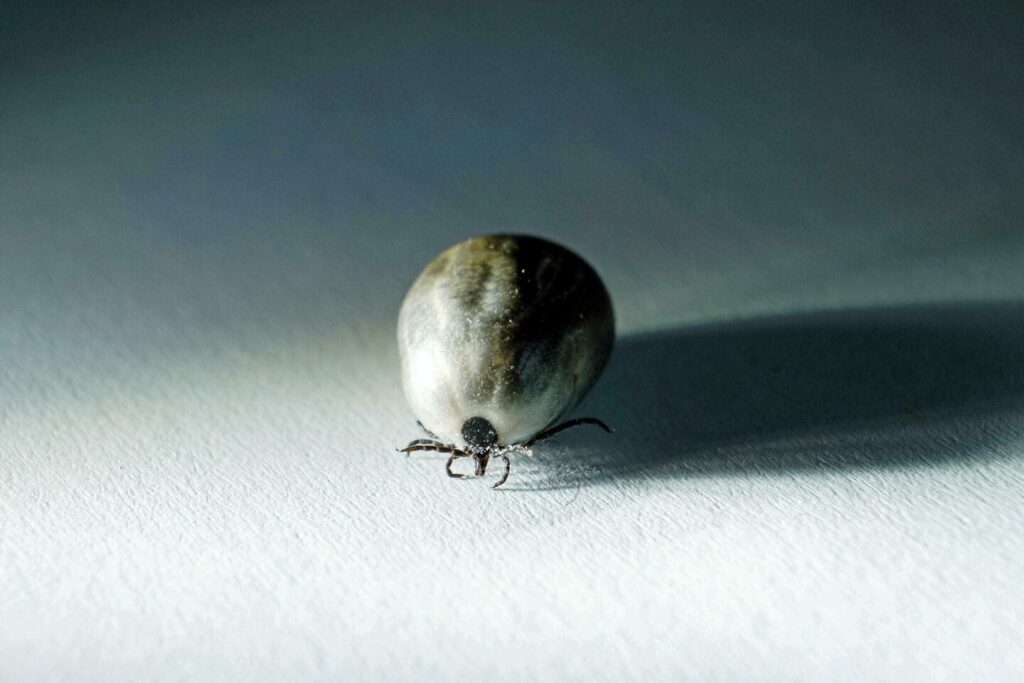 Maladie de Lyme : une infection qui progresse dans le silence