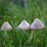 Nîmes : la psilocybine, nouvelle arme contre alcoolisme et dépression ?