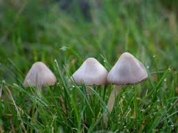 Nîmes : la psilocybine, nouvelle arme contre alcoolisme et dépression ?