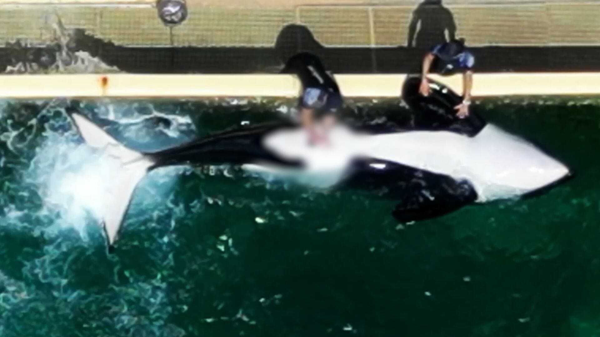 Polémique à Marineland : un soigneur filmé en train de stimuler sexuellement une orque