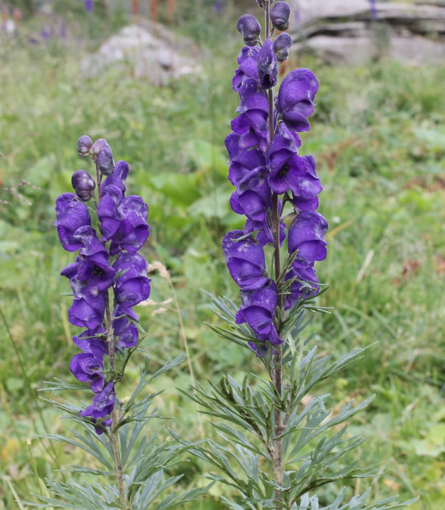 Pyrénées-Orientales, l’aconit napel en fleur et mortellement belle