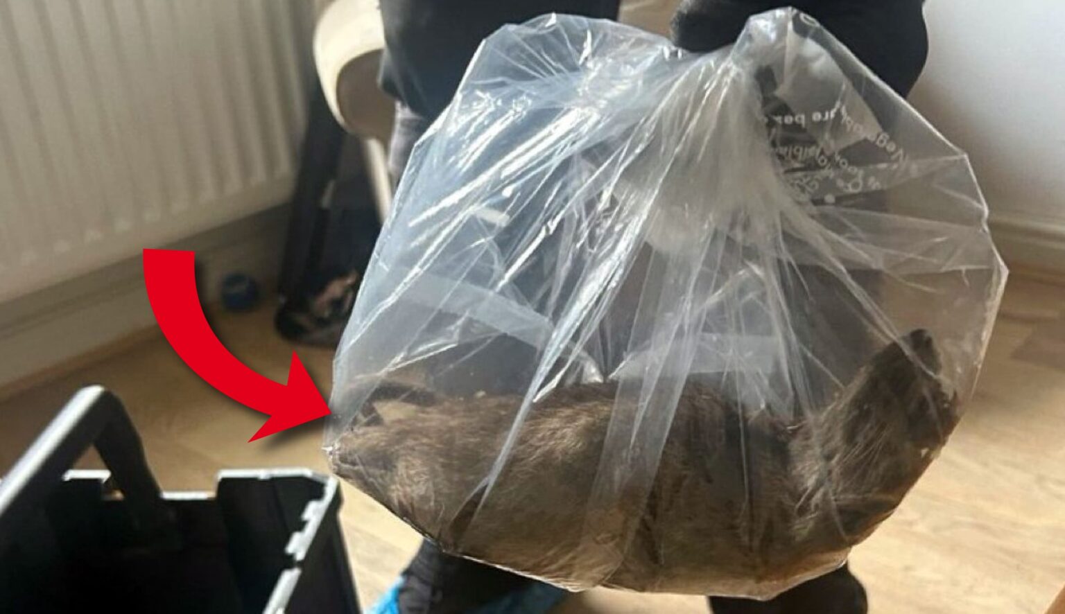 Insolite - Un rat géant de 56 centimètres découvert dans le nord de l’Angleterre