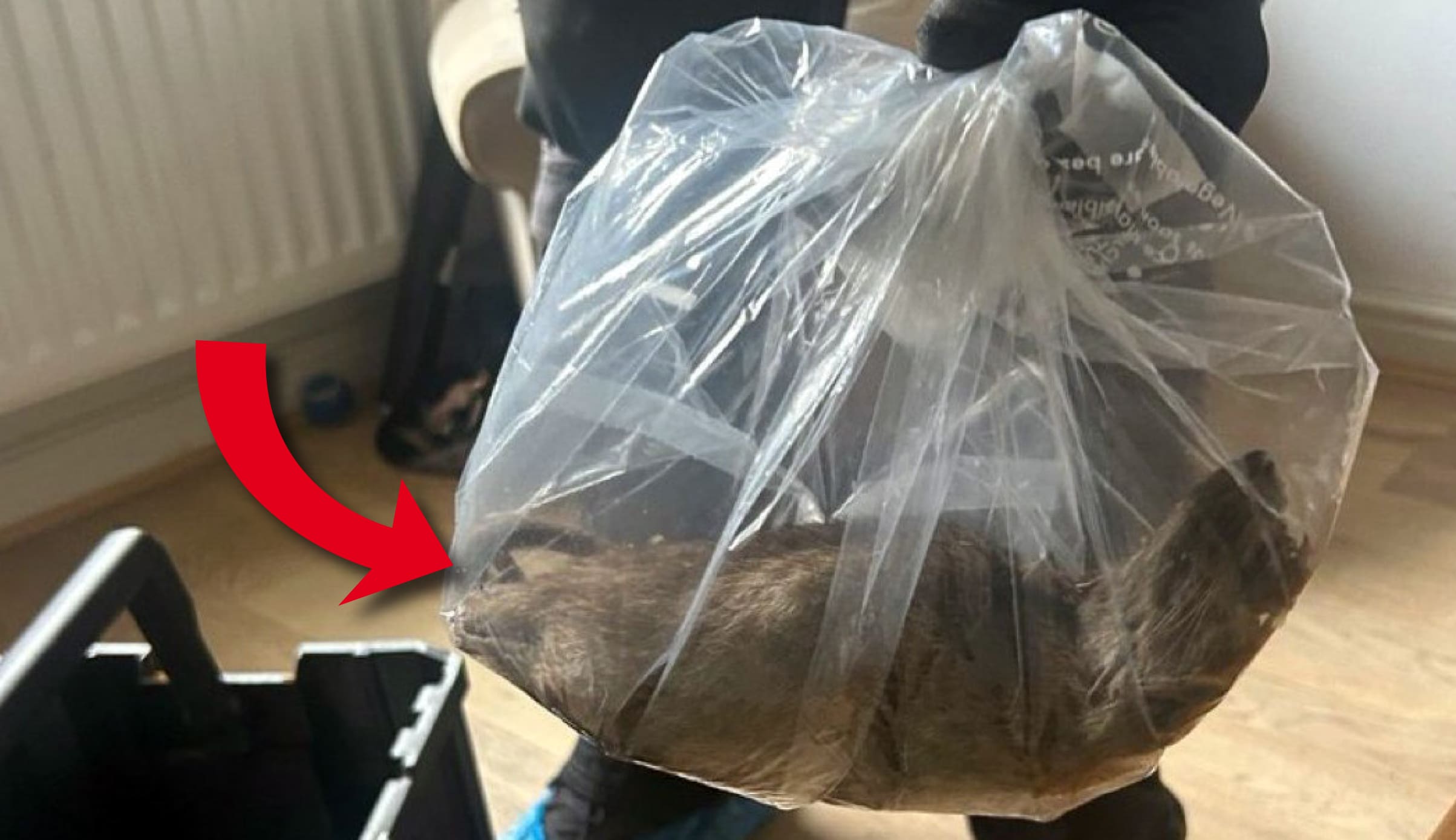 Insolite - Un rat géant de 56 centimètres découvert dans le nord de l’Angleterre