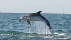 Saint-Malo : des dauphins s’invitent dans la zone de baignade