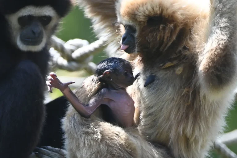 Sarthe : un bébé gibbon à mains blanches, rare naissance au zoo de Spay