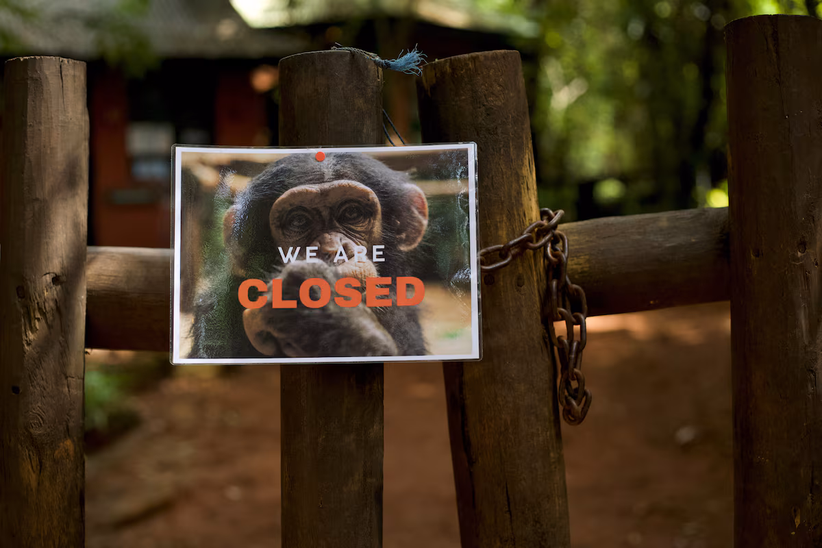 Sierra Leone : un célèbre sanctuaire de chimpanzés ferme ses portes pour dénoncer la déforestation
