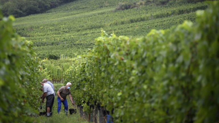 Vendanges express en Alsace : le crémant ouvre le bal avec un record de précocité