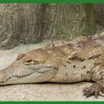 Venezuela : une course contre la montre pour sauver le crocodile de l’Orénoque