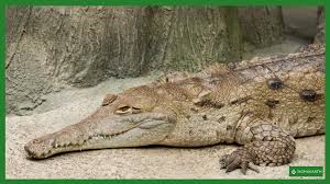 Venezuela : une course contre la montre pour sauver le crocodile de l’Orénoque