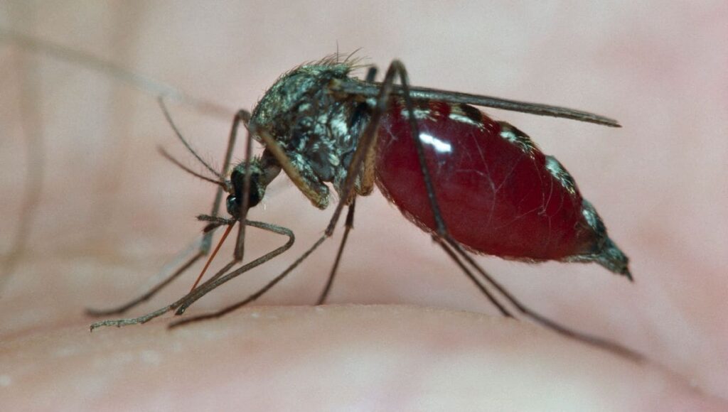 Virus du Nil occidental : un premier cas identifié dans le Var, les autorités en alerte