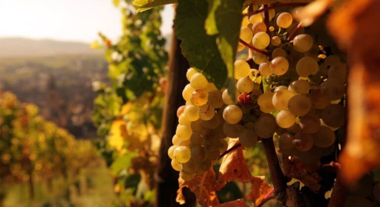 Vendanges 2025 en Alsace : un record historique avec un début ce mardi
