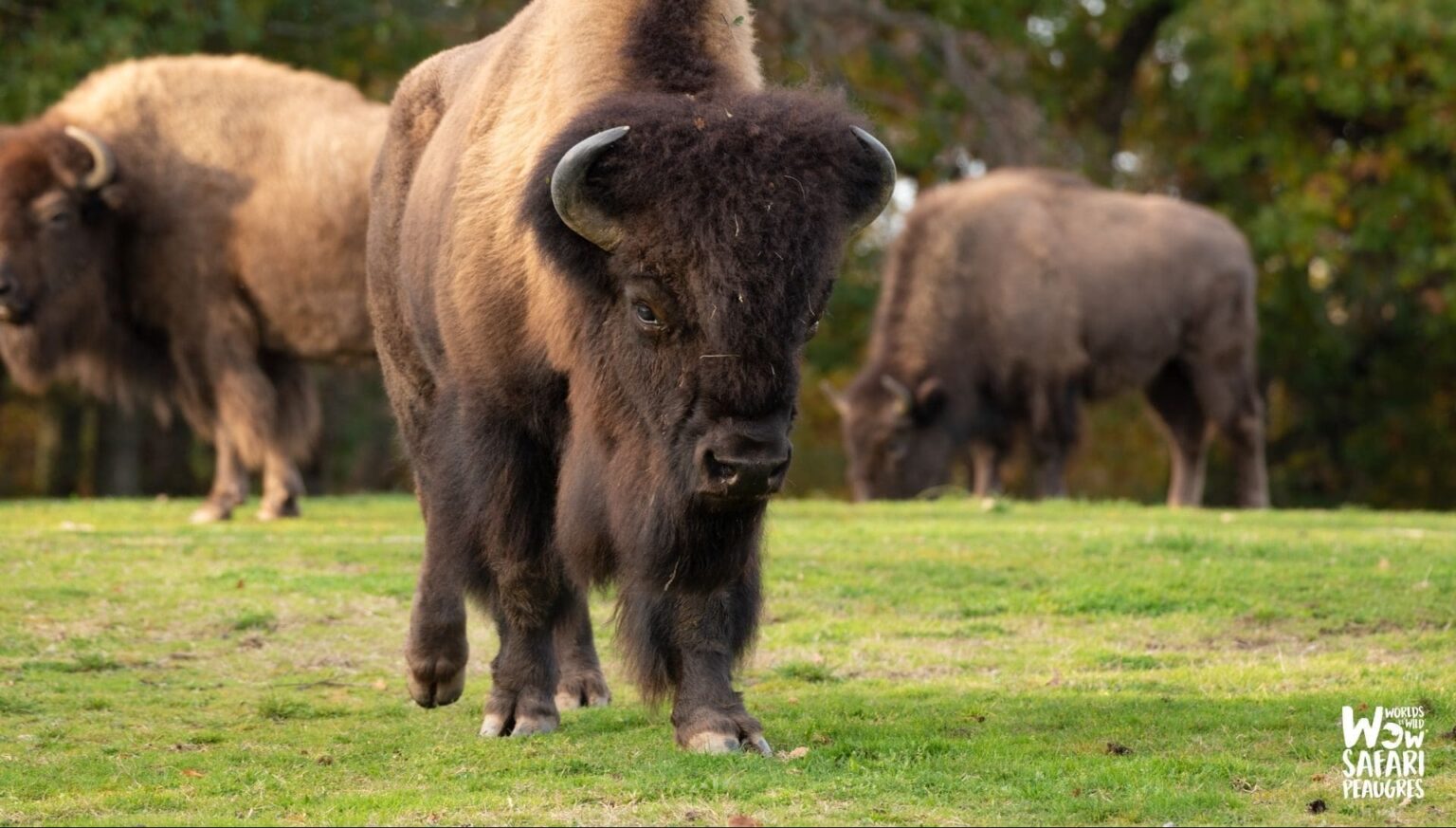 Insolite - Un homme intercepté au milieu des bisons dans un parc animalier : il voulait faire un stage de survie avec un tournevis. (Wow Peaugres)