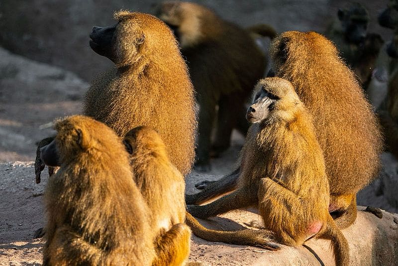 Scandale au zoo de Nuremberg: 12 babouins en parfaite santé tués. Le motif ? Faire de la place
