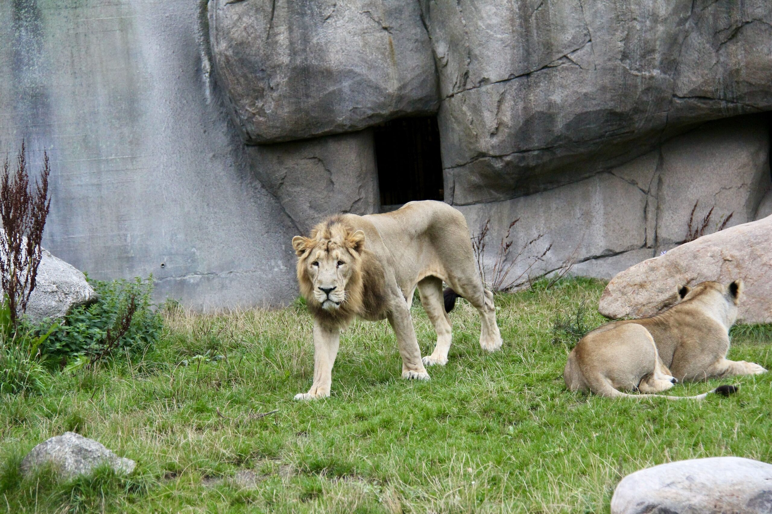 Polémique ! Au Danemark, un zoo demande aux particuliers de donner leurs lapins et leurs chevaux pour nourrir les fauves