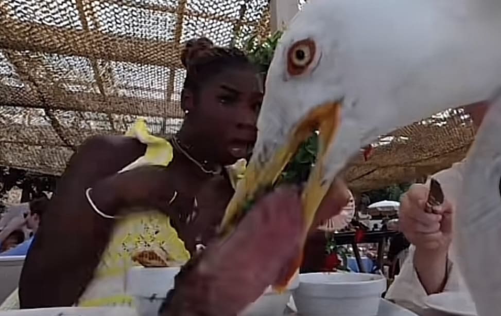 Vidéo insolite - Un goéland vole un steak de 86€ à un couple de touristes américains en vacances à Cannes