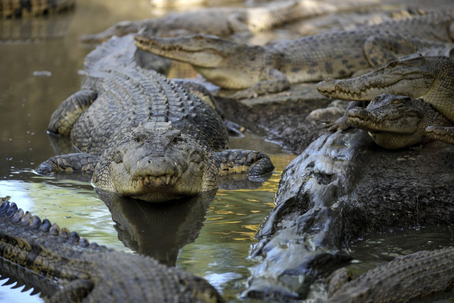 Insolite – Un homme de 53 ans dévoré par un crocodile en Indonésie
