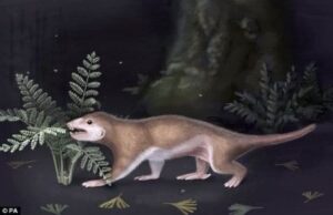 Découverte incroyable en Patagonie du fossile d’un petit mammifère inconnu ayant côtoyé les dinosaures