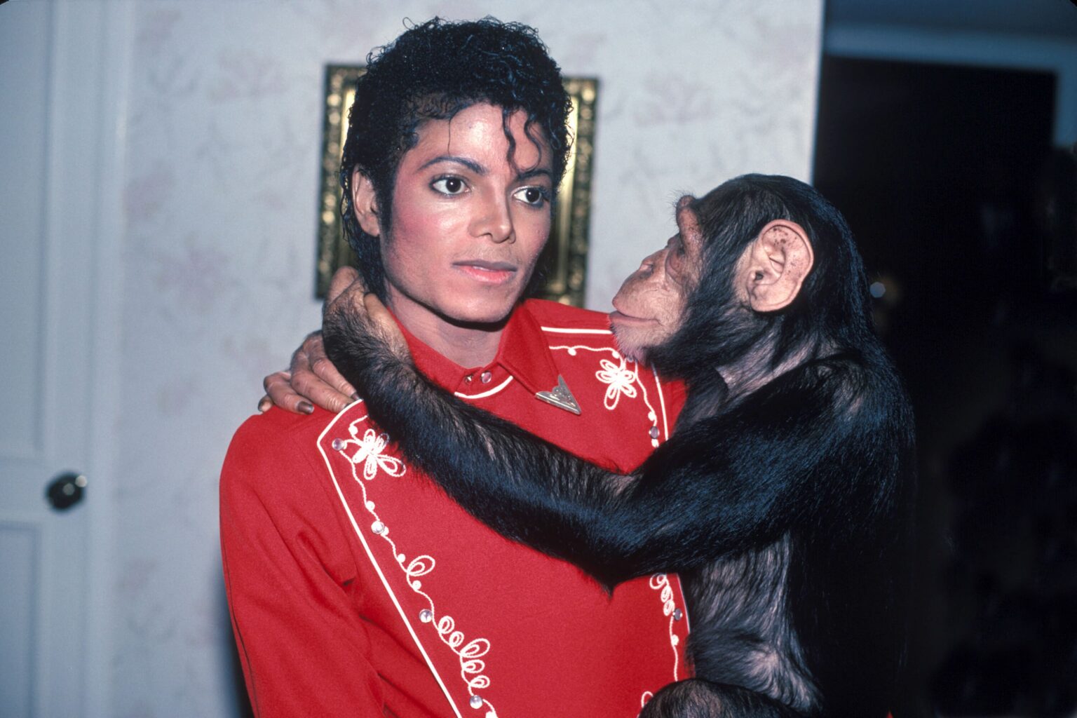 Bubbles, le chimpanzé de Michael Jackson, est toujours vivant et fête ses 41 ans. Découvrez à quoi il ressemble aujourd’hui. (DR)