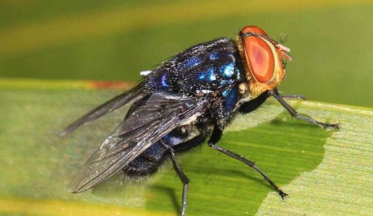 États-Unis : premier cas humain de myiase à larves de mouche carnivore lié à l’épidémie en Amérique centrale @APNEWS