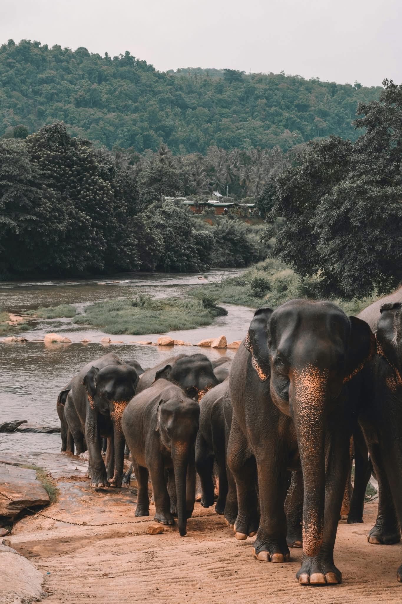 Sri Lanka 6