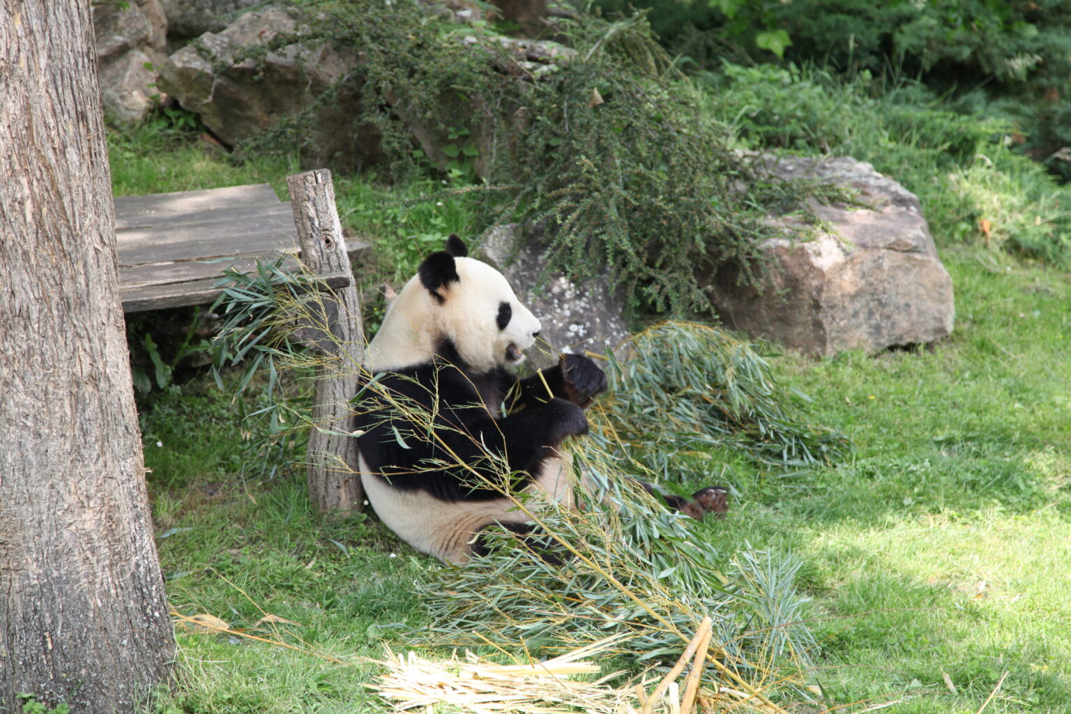 Les deux pandas géants de Beauval vont retourner en Chine plus tôt que prévu. (Jessica Pierné)