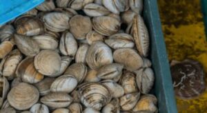 Aix-en-Provence - un incroyable trafic de palourdes devant la justice